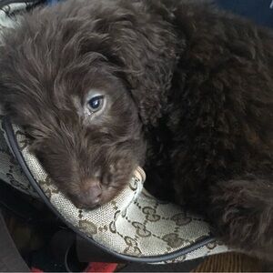 Meet your Posher, Eliyah